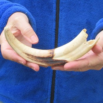 B-Grade 9" Ivory Tusk from African Warthog