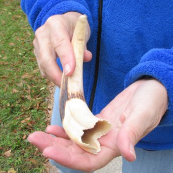 B-Grade 9" Ivory Tusk from African Warthog