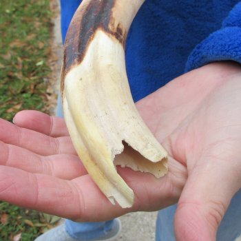 B-Grade 9" Ivory Tusk from African Warthog
