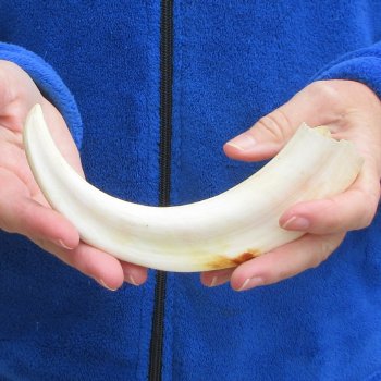 B-Grade 9" Ivory Tusk from African Warthog