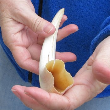 B-Grade 9" Ivory Tusk from African Warthog