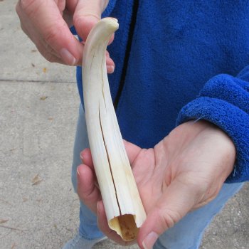 B-Grade 9" Ivory Tusk from African Warthog