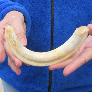 B-Grade 9" Ivory Tusk from African Warthog