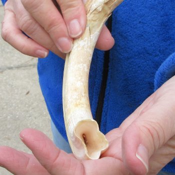 B-Grade 9" Ivory Tusk from African Warthog