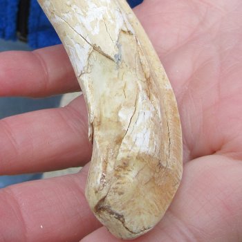 B-Grade 9" Ivory Tusk from African Warthog