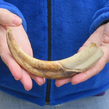 9" Ivory Tusk from African Warthog 