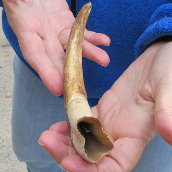 9" Ivory Tusk from African Warthog 