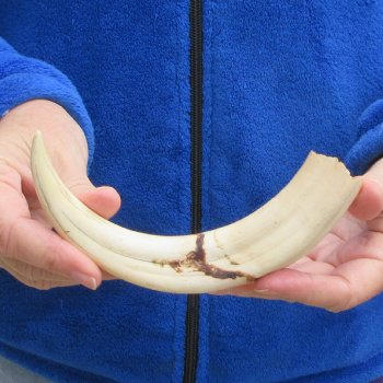 9" Ivory Tusk from African Warthog 