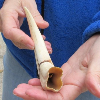 9" Ivory Tusk from African Warthog 