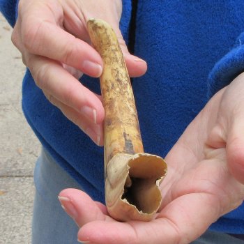 9" Ivory Tusk from African Warthog 