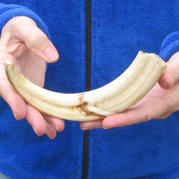 9" Ivory Tusk from African Warthog 