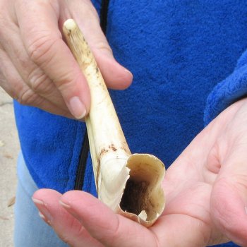 9" Ivory Tusk from African Warthog 