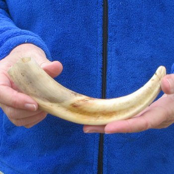9" Ivory Tusk from African Warthog 