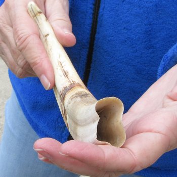 9" Ivory Tusk from African Warthog 