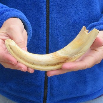 B-Grade 9" Ivory Tusk from African Warthog