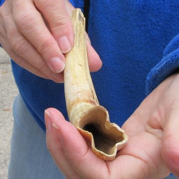 B-Grade 9" Ivory Tusk from African Warthog