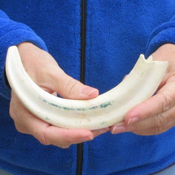 B-Grade 9" Ivory Tusk from African Warthog