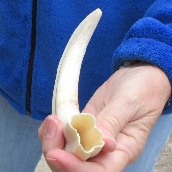 B-Grade 9" Ivory Tusk from African Warthog