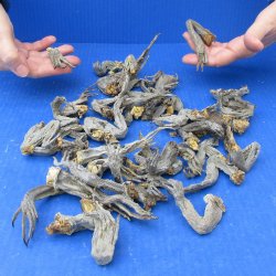 Fifty Preserved Iguana Legs, 2" to 3" 