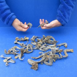 Fifty Preserved Iguana Legs, 2" to 3" 