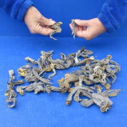 Fifty Preserved Iguana Legs, 2" to 3" 