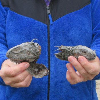 Two Preserved Iguana Heads - 3-1/2"