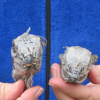 Two Preserved Iguana Heads - 3-1/2"