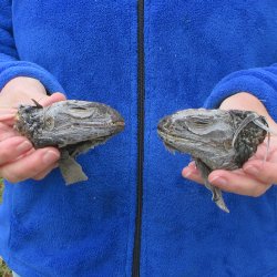 Two Preserved Iguana Heads - 3-1/2"
