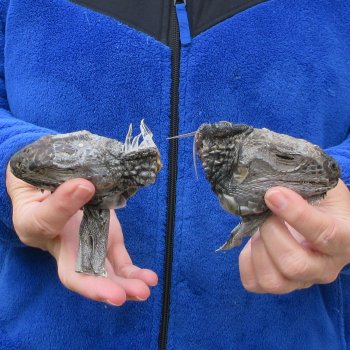 Two Preserved Iguana Heads - 3-1/2"