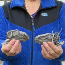 Two Preserved Iguana Heads - 3-1/2"