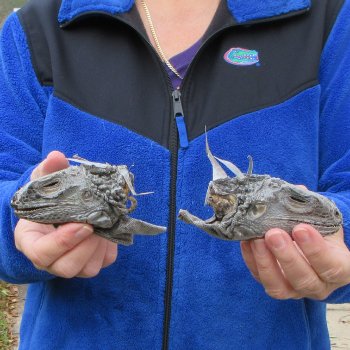 Two Preserved Iguana Heads - 3-1/2"