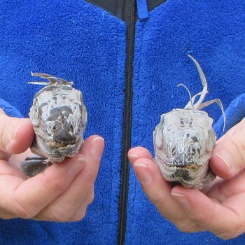 Two Preserved Iguana Heads - 3-1/2"