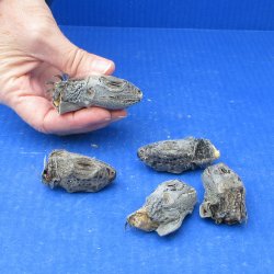Five Preserved Iguana Heads,1-3/4 to 2-1/2" 