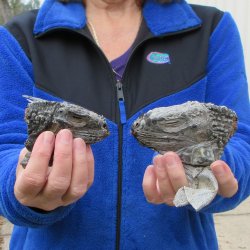 Two Preserved Iguana Heads - 3-1/2"