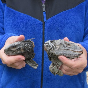 Two Preserved Iguana Heads - 3-1/2"