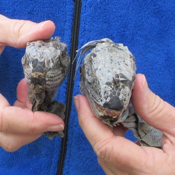 Two Preserved Iguana Heads - 3-1/2"