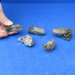 Five Preserved Iguana Head, 2 to 2-1/2" 