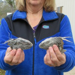 Two Preserved Iguana Heads - 3-1/2"