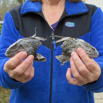 Two Preserved Iguana Heads - 3-1/2"