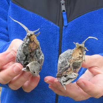 Two Preserved Iguana Heads - 3-1/2"