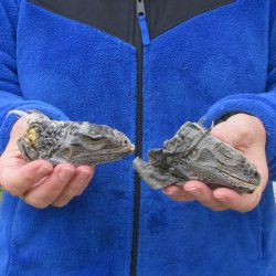 Two Preserved Iguana Heads - 3-1/2"