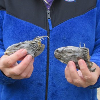 Two Preserved Iguana Heads - 3-1/2"