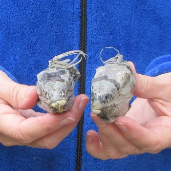 Two Preserved Iguana Heads - 3-1/2"