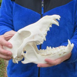 10-1/4 inch Gray Wolf Skull from Alaska  (Signature Required)