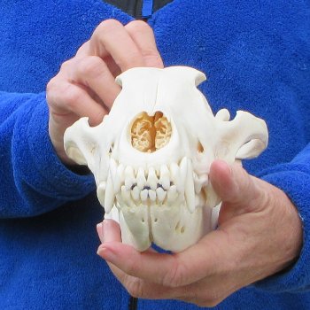 10-1/4 inch Gray Wolf Skull from Alaska  (Signature Required)