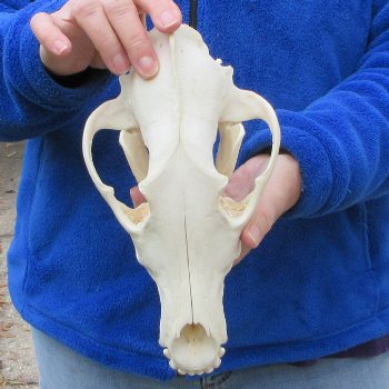 10-1/4 inch Gray Wolf Skull from Alaska  (Signature Required)