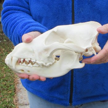 10-1/4 inch Gray Wolf Skull from Alaska  (Signature Required)