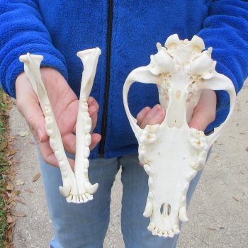 10-1/4 inch Gray Wolf Skull from Alaska  (Signature Required)