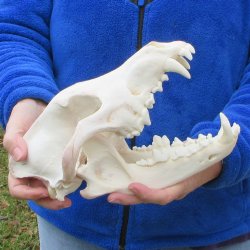  10-3/4 inch Gray Wolf Skull from Alaska (Signature Required)