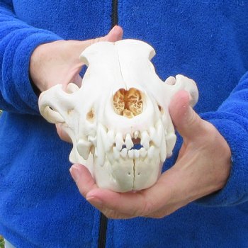  10-3/4 inch Gray Wolf Skull from Alaska (Signature Required)